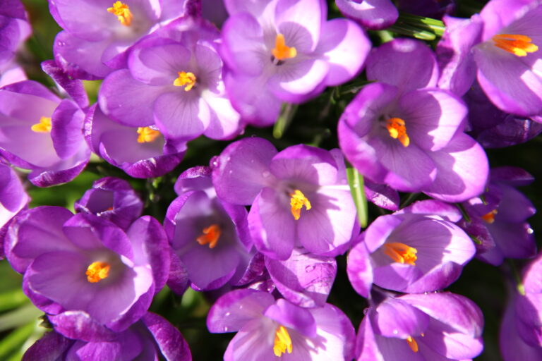 Where are the Chadds Ford green thumbs at?