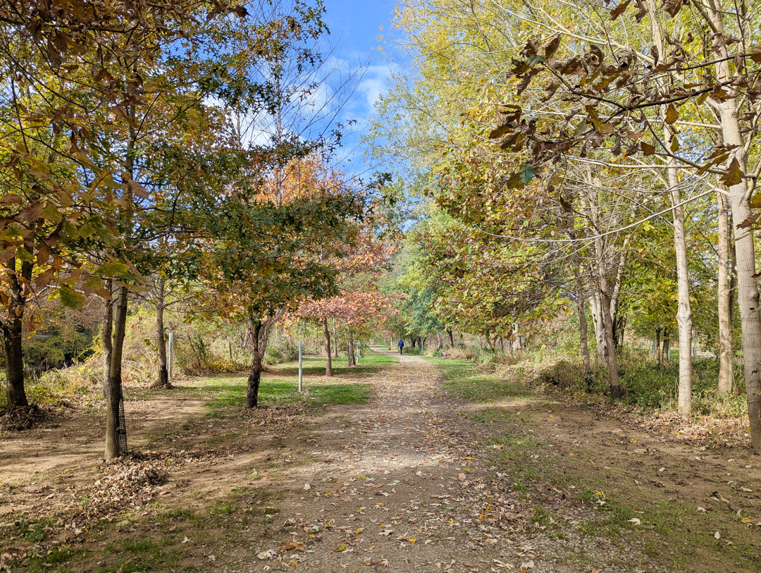 Hike: Shaw’s Bridge Park Trail