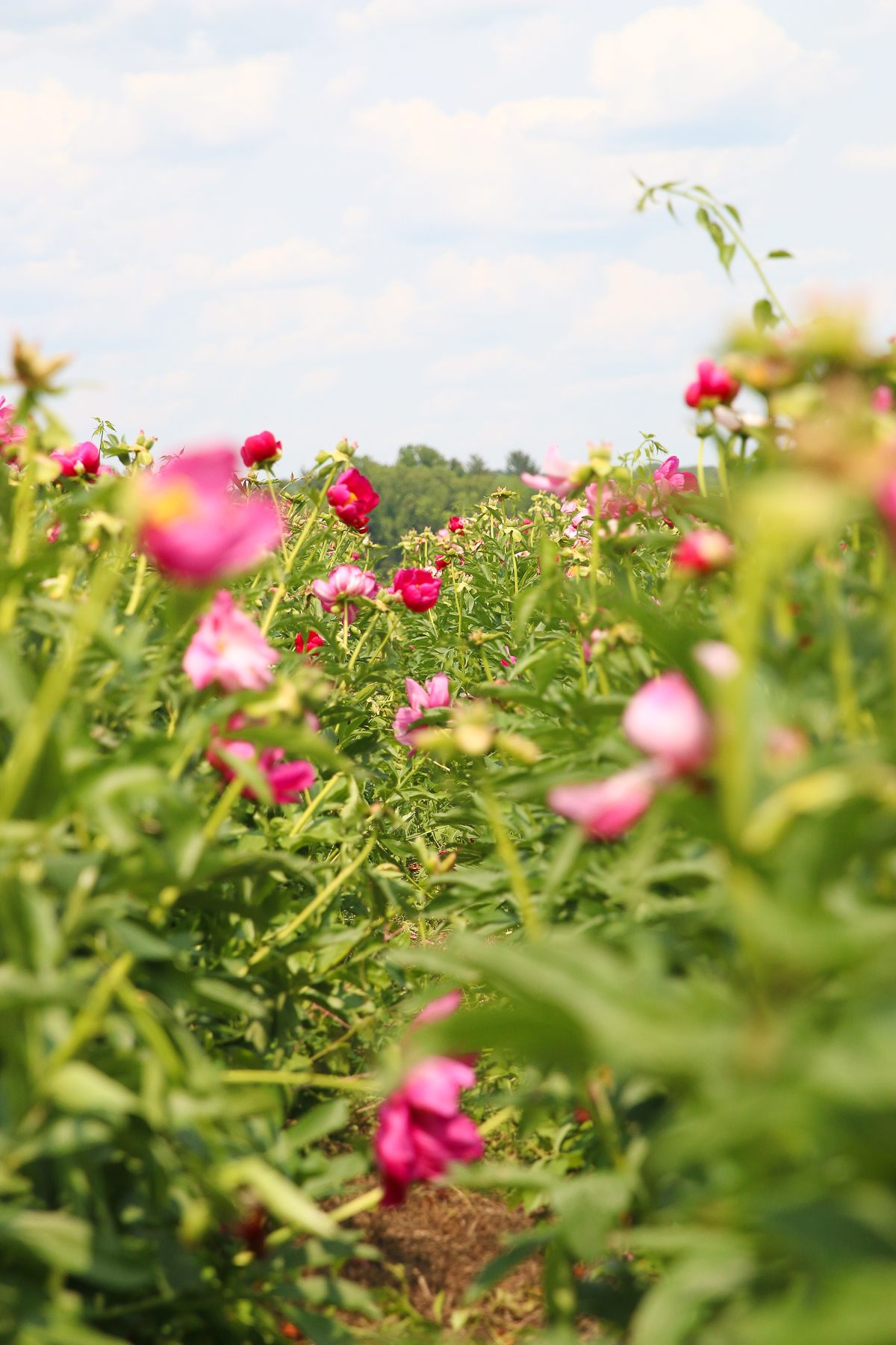 pink peonies in green leaves in a field