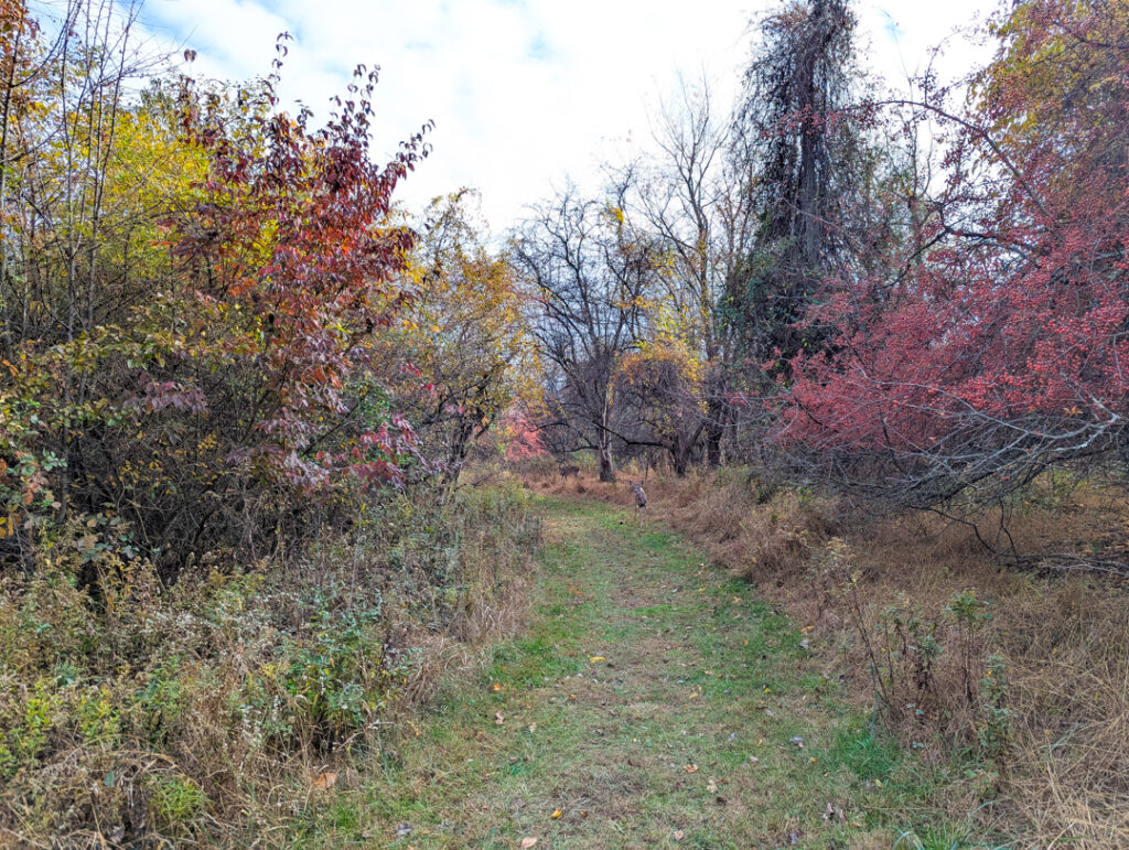 grassy path part of Collman Meadow Natural Surface Trail