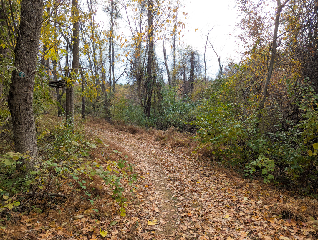 Hike: Collman Meadow Natural Surface Trail