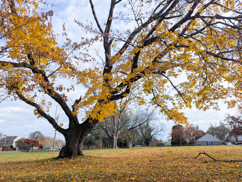 large tree with yellow leaves in fall