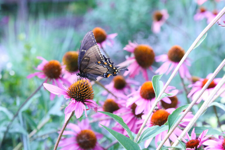 Birds, Bees, Butterflies, and Byways at the Brandywine