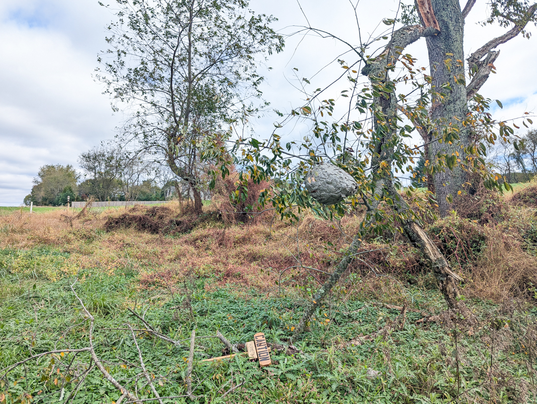 Hike: Brinton Run Preserve Trail