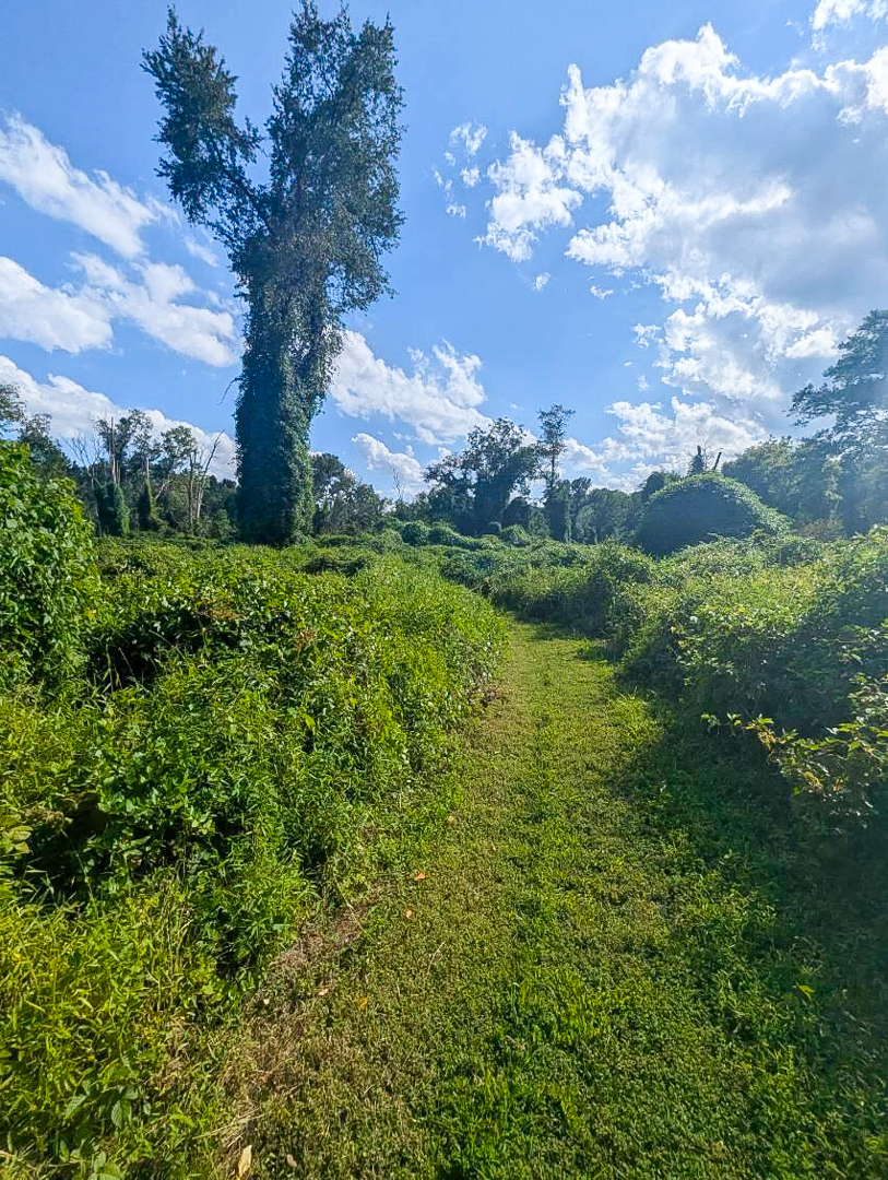 Hike: Mason-Dixon Trail from Chadds Ford