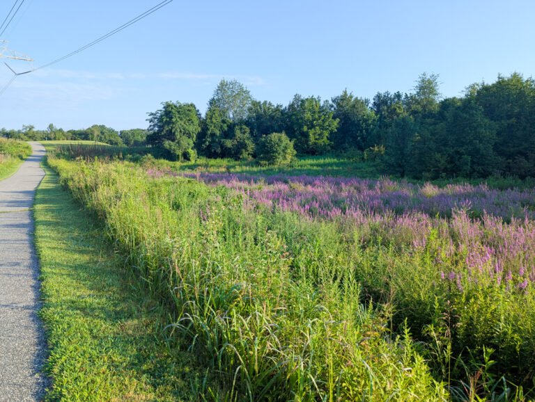 Hike: Concord Township Park