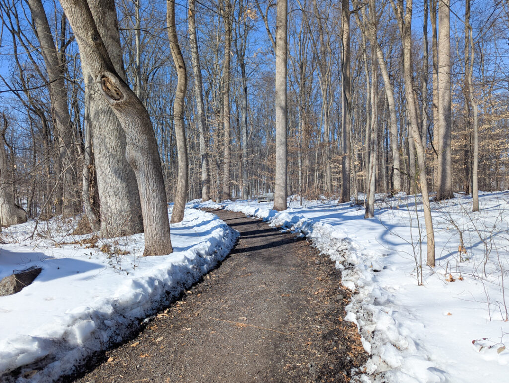Pocopson Park path - wooded winter day