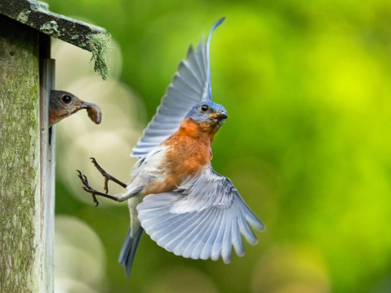 Help a local Girl Scout let Bird Town take flight in Chadds Ford