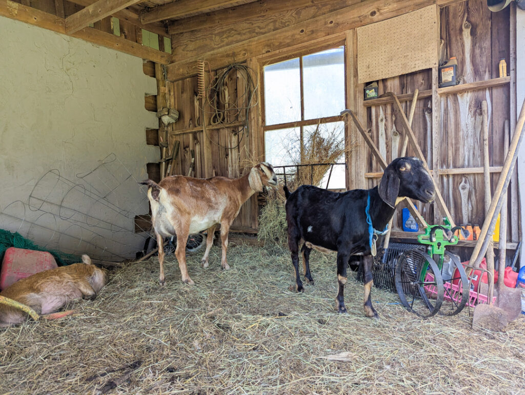 Goats at Barnstar Farm