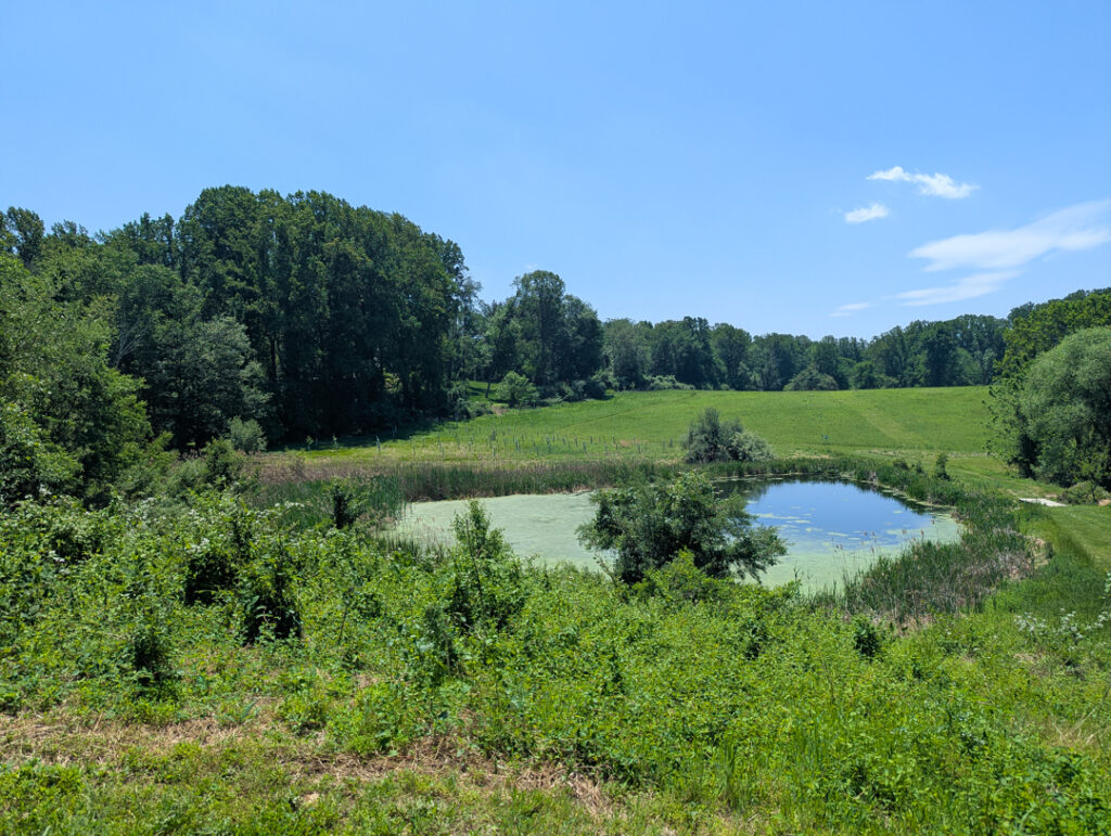 Brinton Run Preserve pond