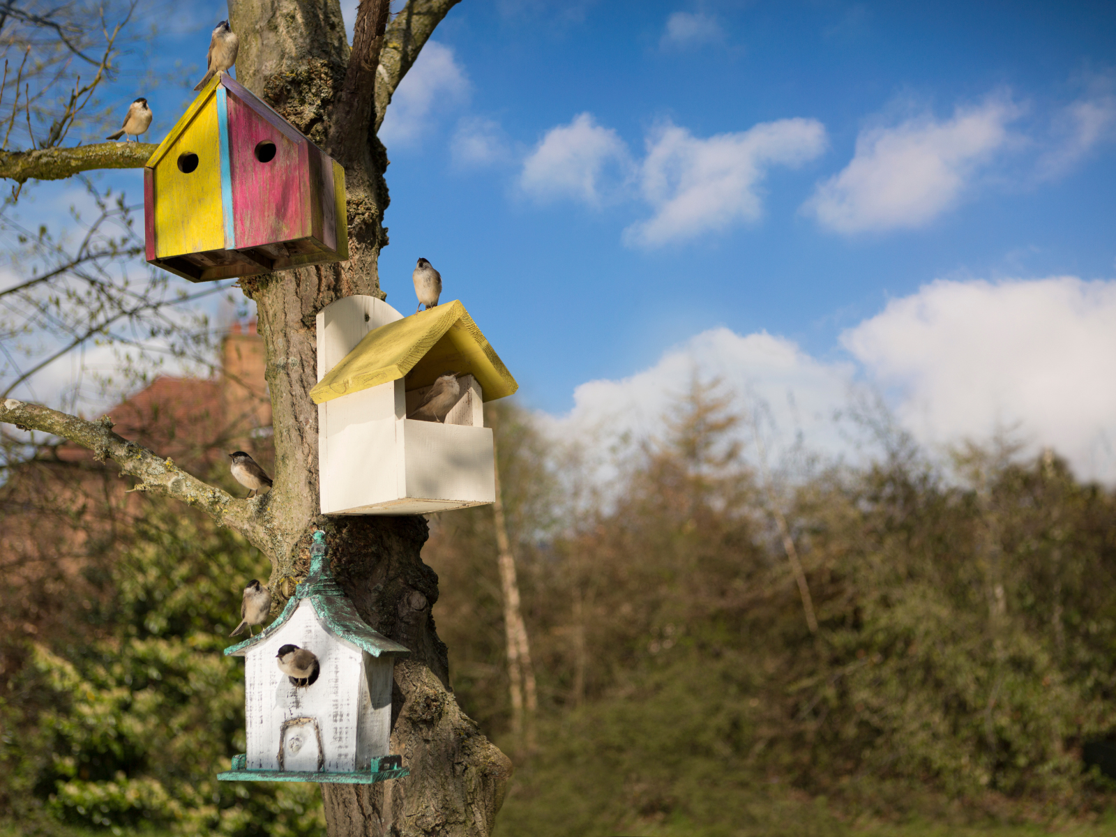 Bird Town Chadds Ford isn’t flying away yet
