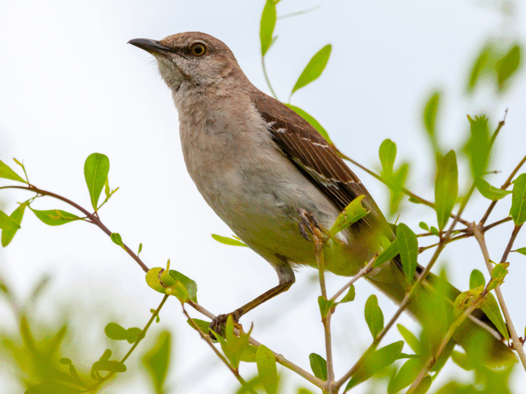 brown bird sitting on some branches