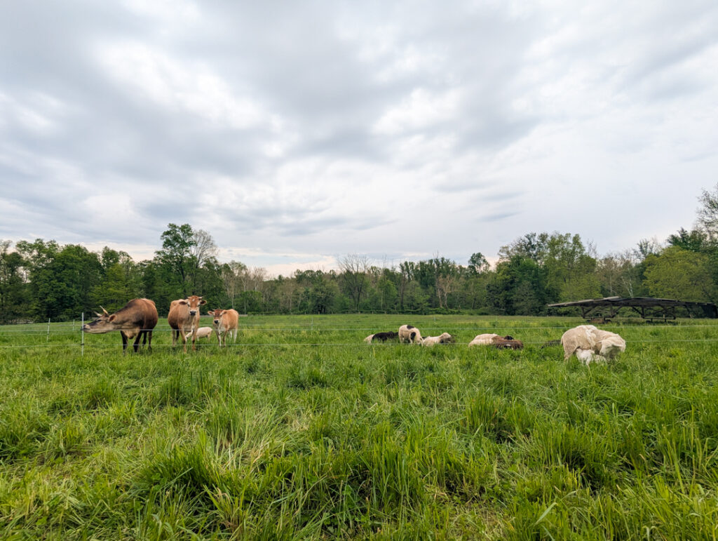 cows and sheep in the pasture at Doorstep Dairy farm