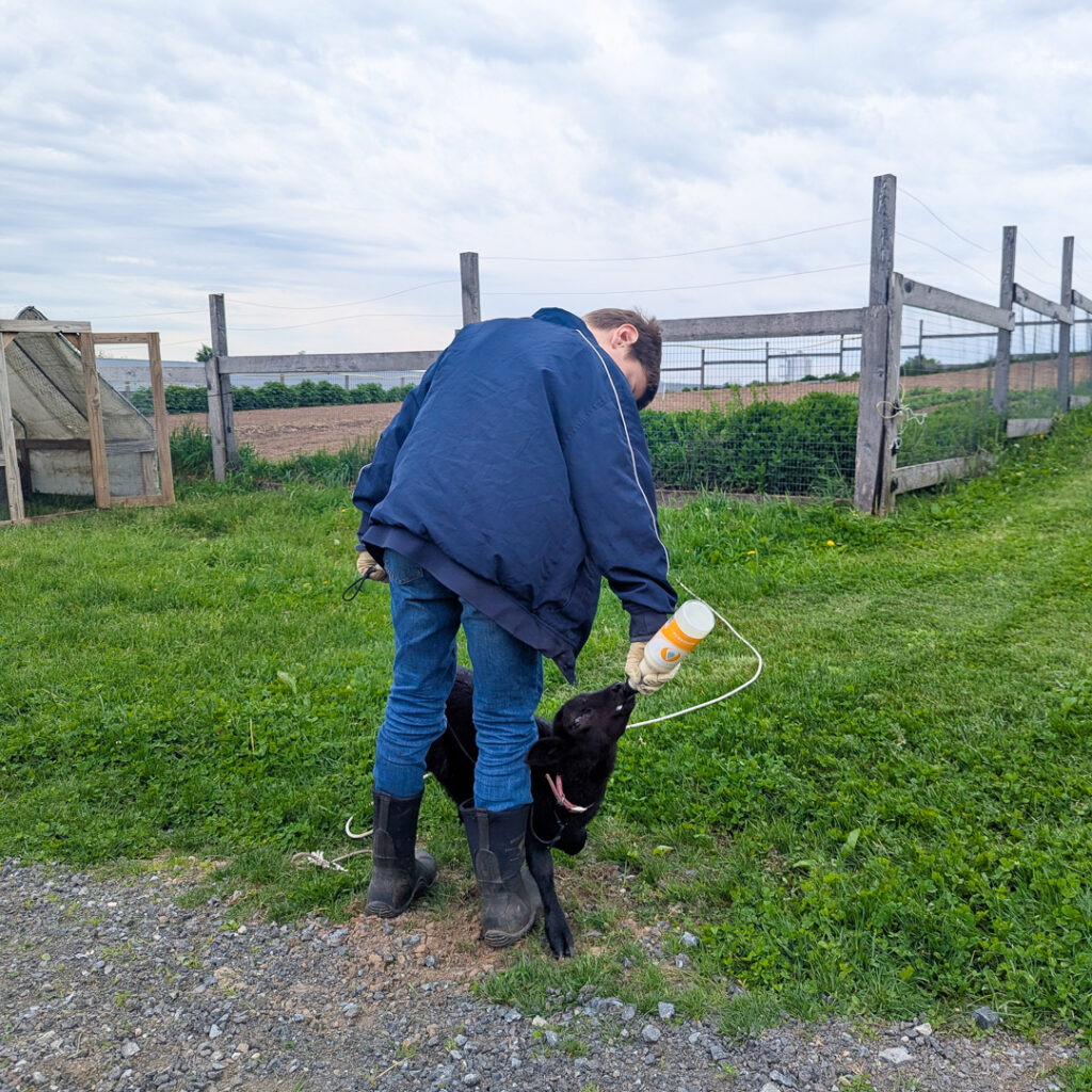 feeding the lamb
