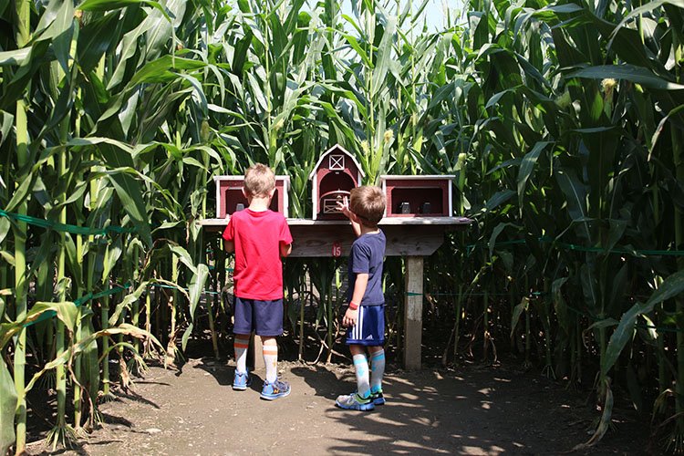 two boys in the Corn Maze at Cherry Crest Adventure Farm; one of two family-friendly day trip adventures from Chadds Ford