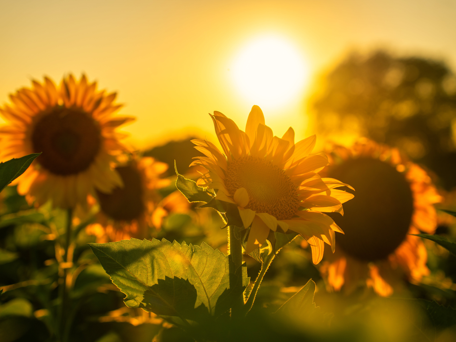 Why my rooftop solar is good for you, too 🌞